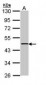 ACY1 / Aminoacylase 1 Antibody